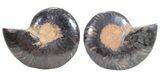 Split Black/Orange Ammonite Pair - Unusual Coloration #55583-1